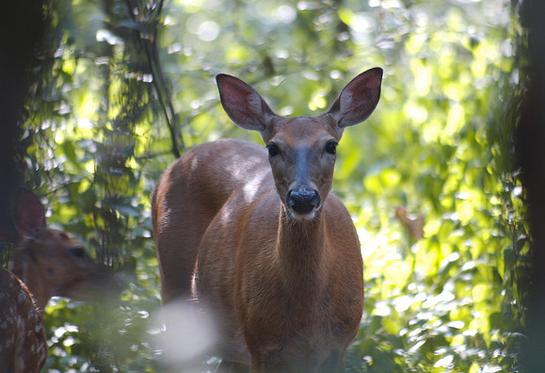 Video: New Study Sheds Light on What Deer See