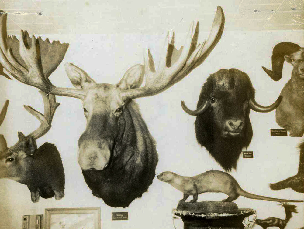 record Alaska moose bill foster