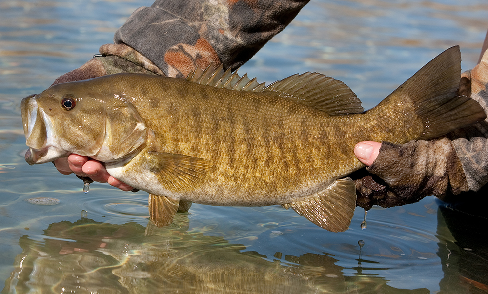 Why Great Lakes Smallmouths Are Growing Larger Than Ever