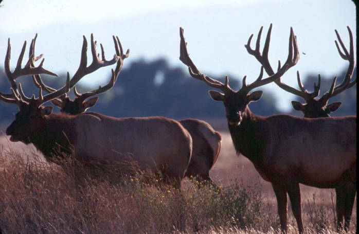 <strong>Tule Elk</strong> California (28) <strong>Roosevelt Elk</strong> Oregon (54), California (50), British Columbia (19)