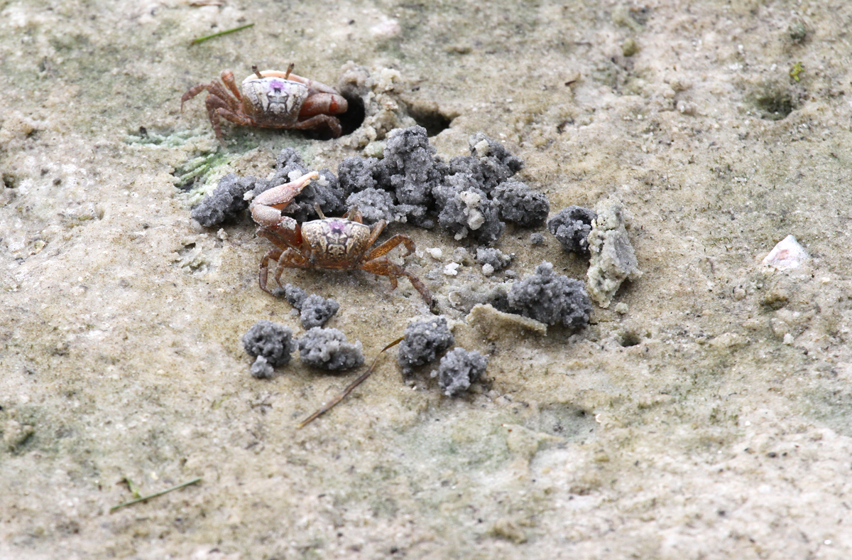 2 Ways to Catch Fiddler Crabs—the Perfect Bait