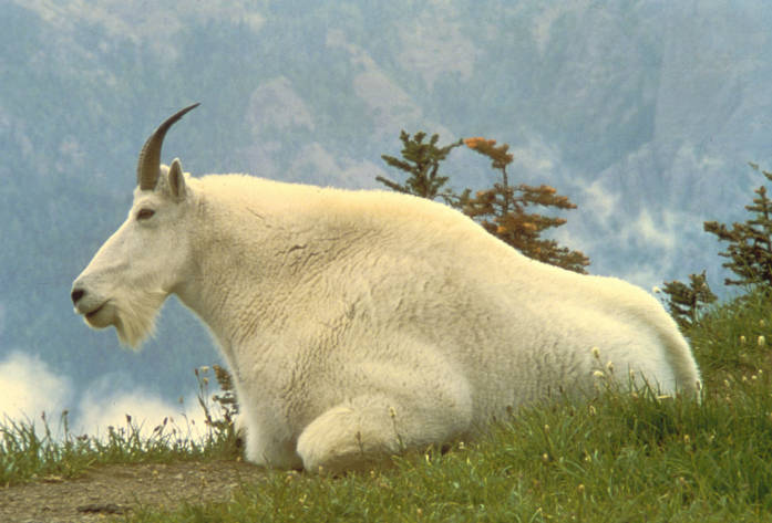 <strong>Rocky Mountain Goat</strong> British Columbia (107), Alaska (52), Nevada (24) Complete Internet access to the Boone and Crockett Club's trophy records database is available via subscription to Trophy Search. Records from 1830 to the present may be searched by species, locations, years and more. An annual subscription is $50 (Boone and Crockett Club members receive a discount). Order at <a href="http://www.boone-crockett.org">www.boone-crockett.org</a> or by calling 888-840-4868.