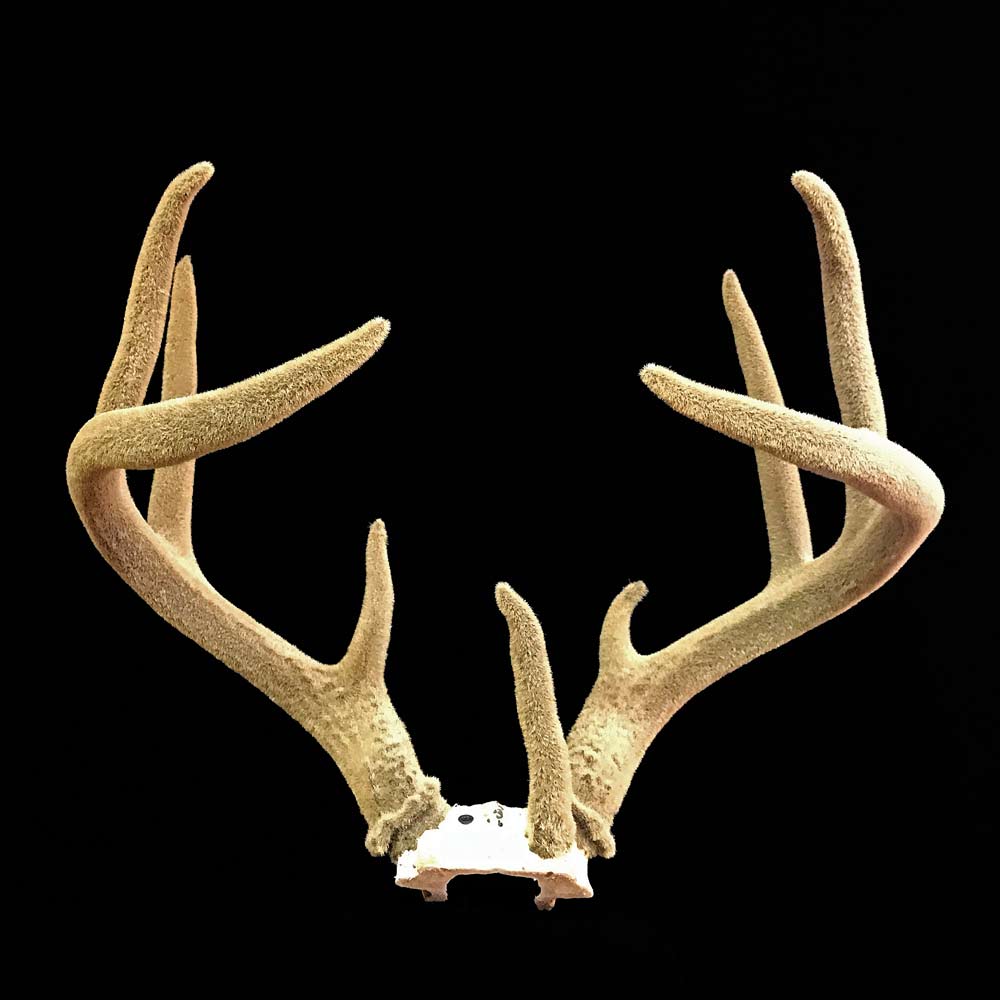 artificial velvet antlers trophy mount