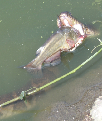Photos: 5-Foot Water Snake Steals Bullhead From Angler