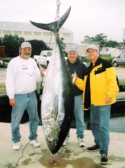 From head to toe, bluefin tuna are nothing but muscle.