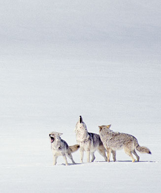 The 8 Coyote Howls & Calling Strategies You Need to Know