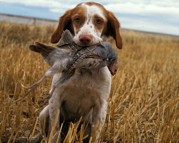 The Best Hunting Dogs for Retrieving, Pointing, Flushing or Scent