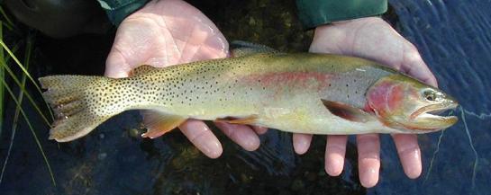 Power Outage Kills 150,000 Hatchery Trout in Wyoming