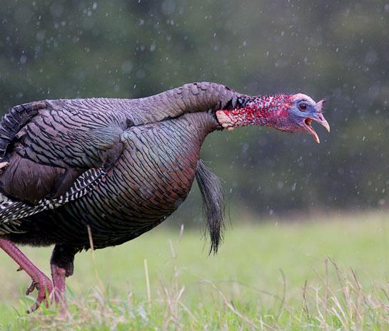 Do Turkeys Gobble in the Rain 