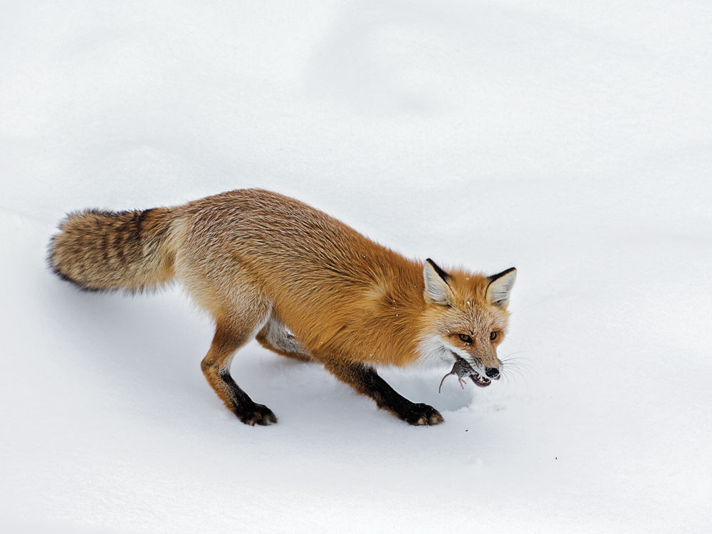 fox eating rat in the snow