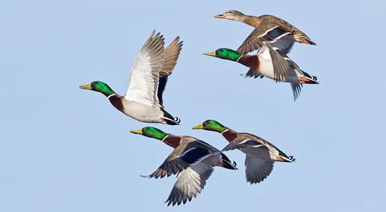 Duck Hunting: Tips for Midday Mallards