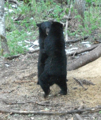 Black Bear: The Other Spring Meat