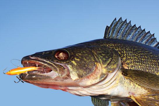 Rapala Jigging Rap: Icefishing Lure Lethal for Open-Water Walleyes