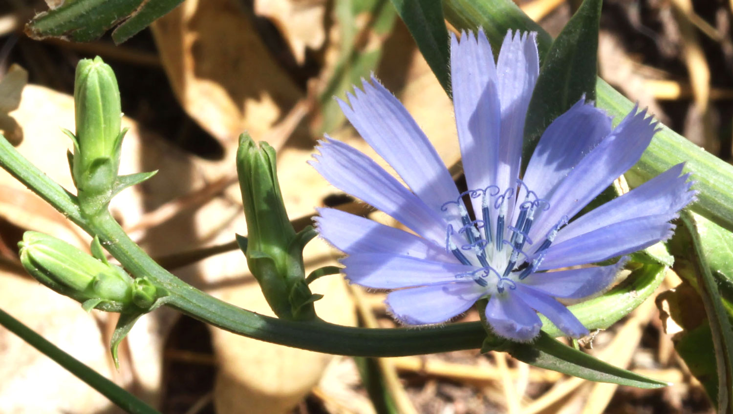 How to identify Chicory