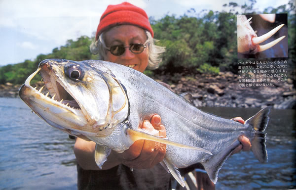 The South American payara or vampire fish is aptly named and provides great sport for anglers.