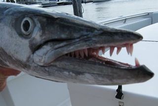 Toothy Terror on the Gulf