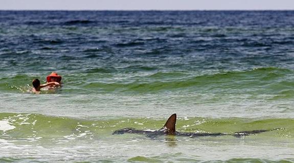 Sharks: Attacks and Sightings in Shallow Water