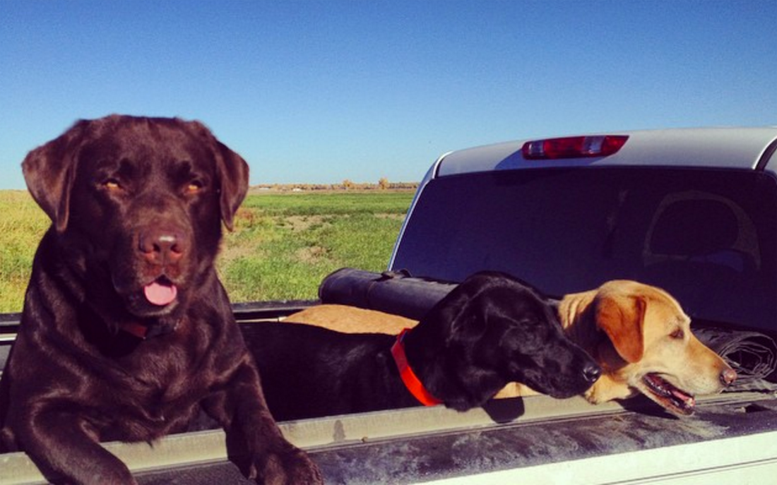 Why You Should Train Your Duck Dog with Doves this Fall