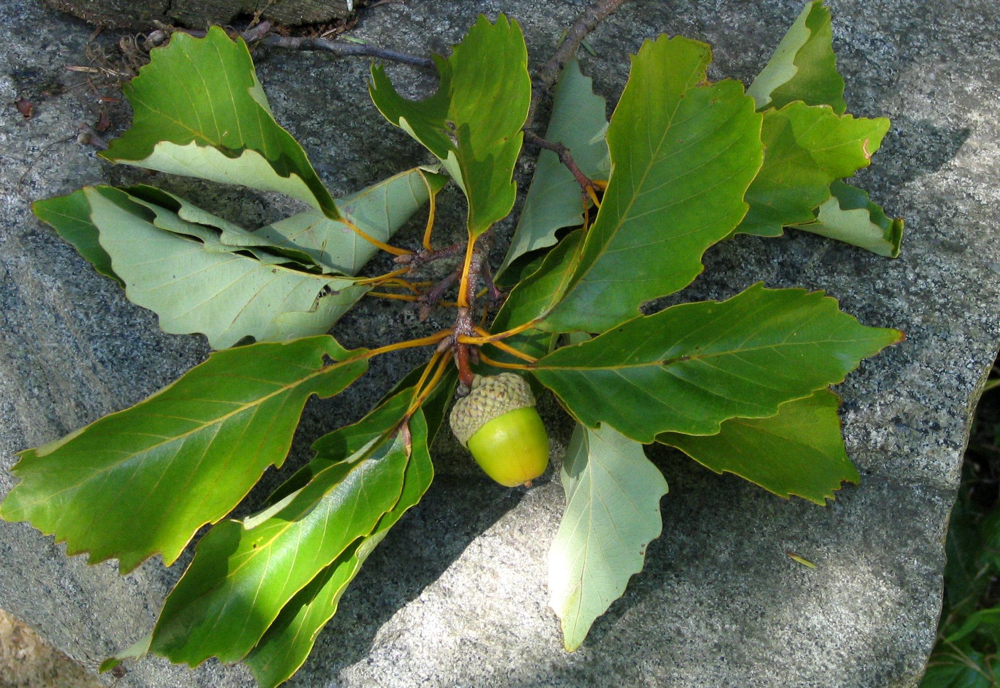 A chestnut oak acorn attached to a bundle of oak leaves on a rock.