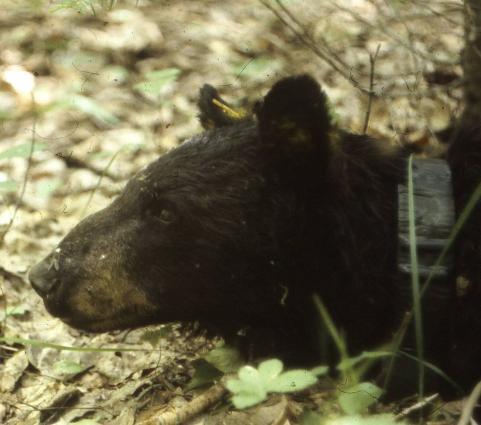 World's Oldest Wild Black Bear Dies in Minnesota at 39