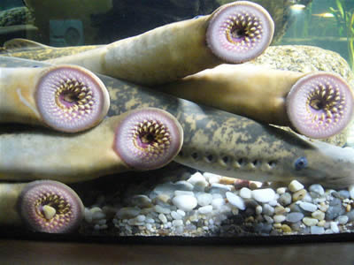 An aggressive parasite, the lamprey eel is equipped with a tooth-filled mouth used to attach itself to host fish such as salmon.