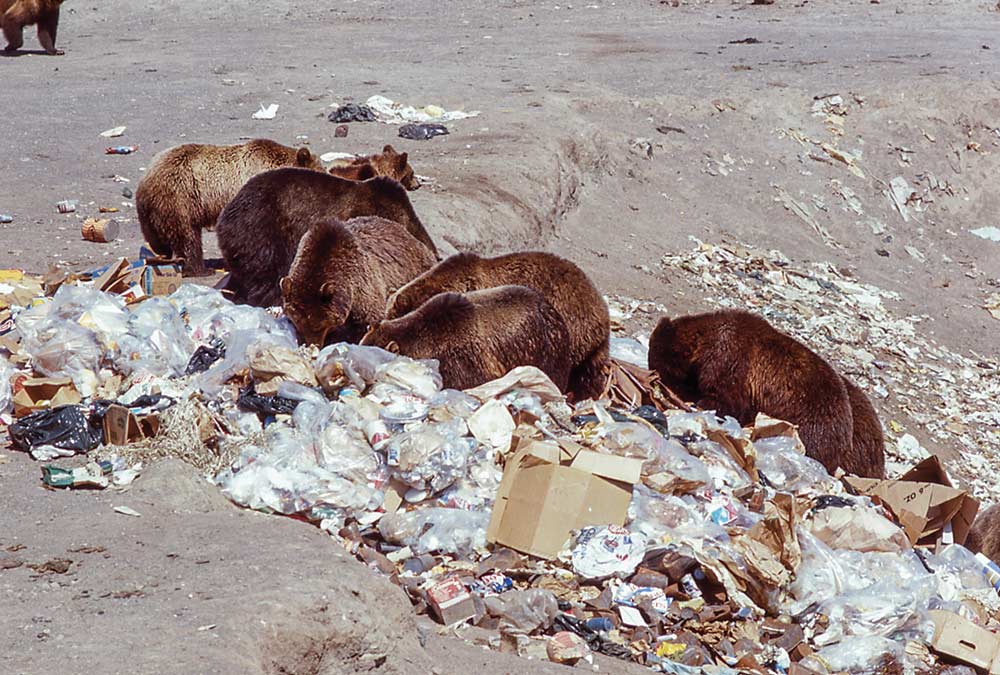 several grizzly bears raiding yellowstone park's trash dump for food