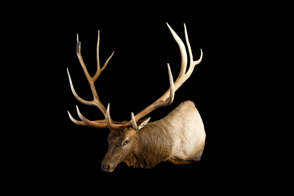 #14 Typical Bull Elk