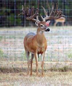 Missouri Governor Vetoes Bills to Restructure Captive Deer Management