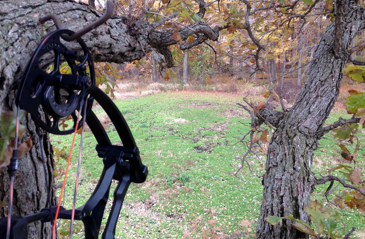 A black compound bow hanging on a bow hook screwed into a tree on the edge of a fall food plot.