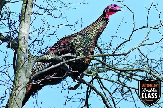 Turkey Hunting: How to Get Closer to Spring Gobblers