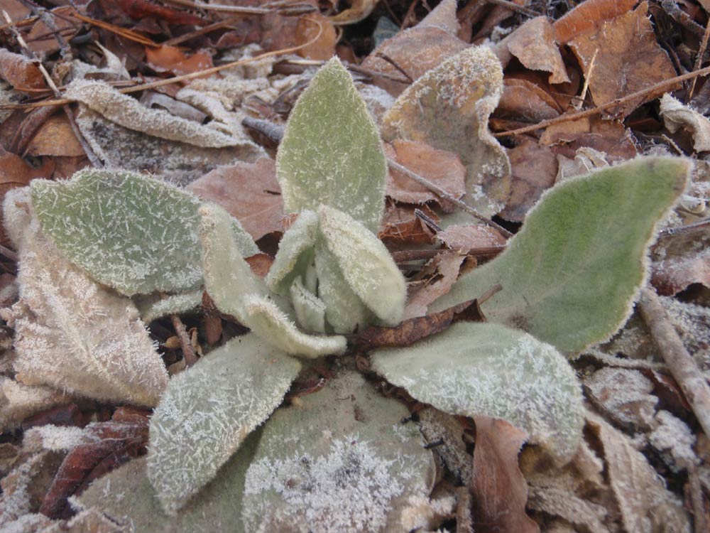 Mullein (Verbascum thapsus)