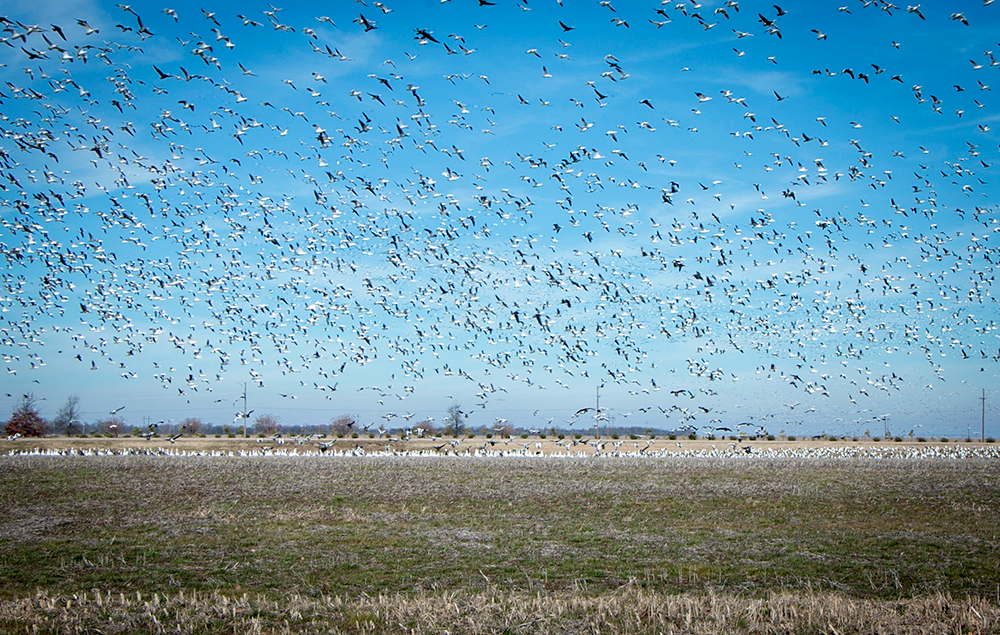 <em>It’s not uncommon to see flocks of snow geese that stretch for miles during the spring migration.</em>