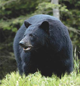 Black bears may stumble into your camp looking for food.