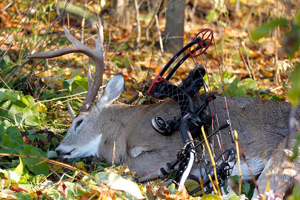 dead whitetail buck with a bow