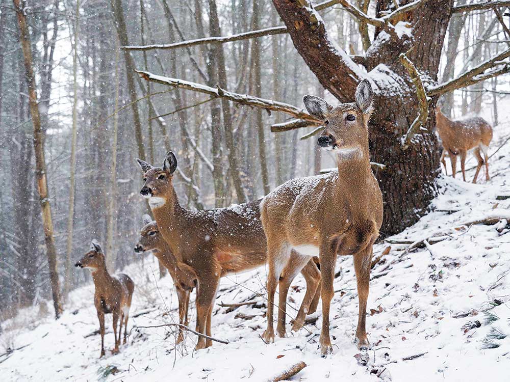 group of late-season does in field-edge woods