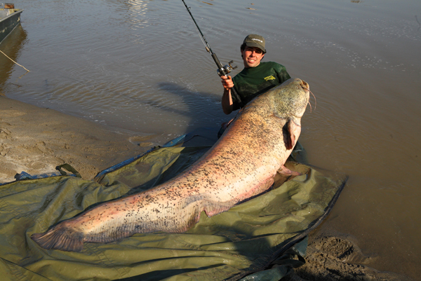 Italian angler Roberto Godi landed this 250-lb 3-oz wels catfish after battling the monster for 45 minutes. The current record stands at 242 pounds 8 ounces.
