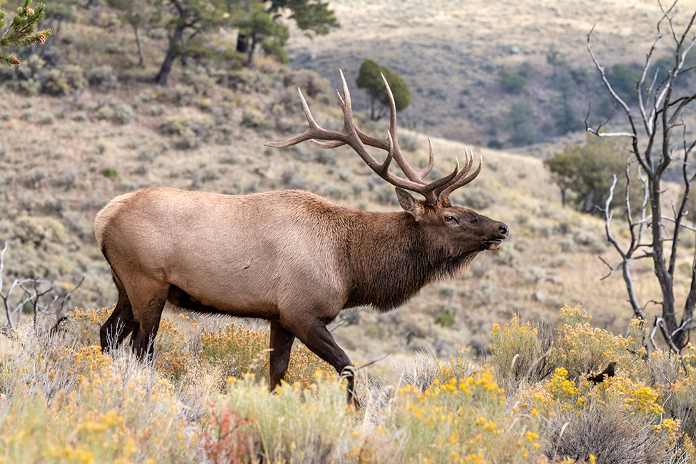 Elk Hunting Tips: How to Pinpoint the Best Bull Habitat