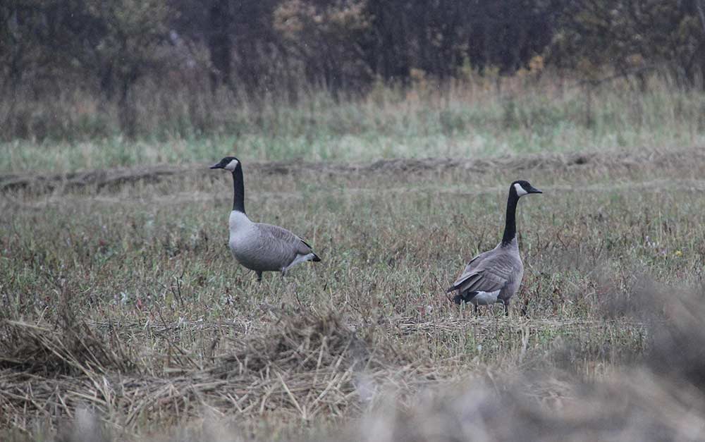 two canada geese in a field