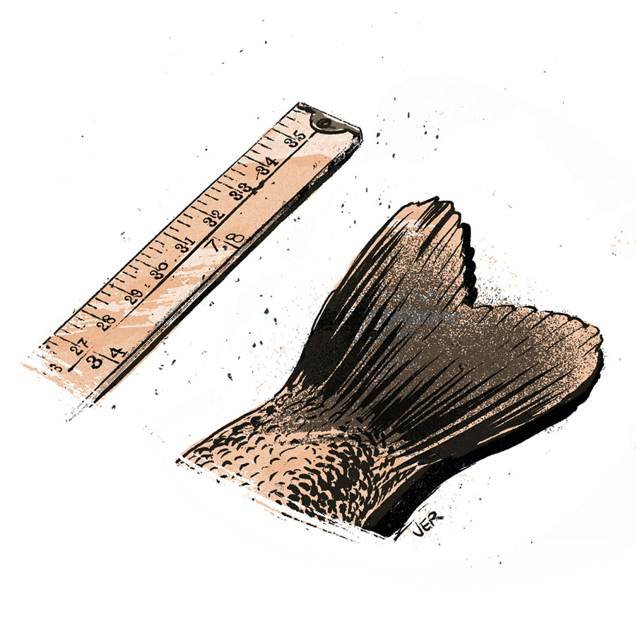 Bass tail fin and ruler sketch