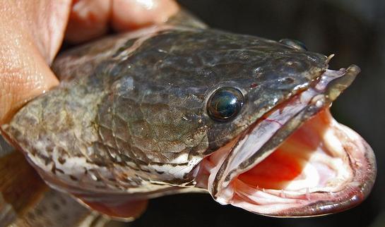 Maryland DNR: Kill a Snakehead Fish Win $200