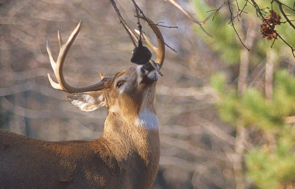 Can Urine-Based Deer Attractants Really Spread Chronic Wasting Disease?