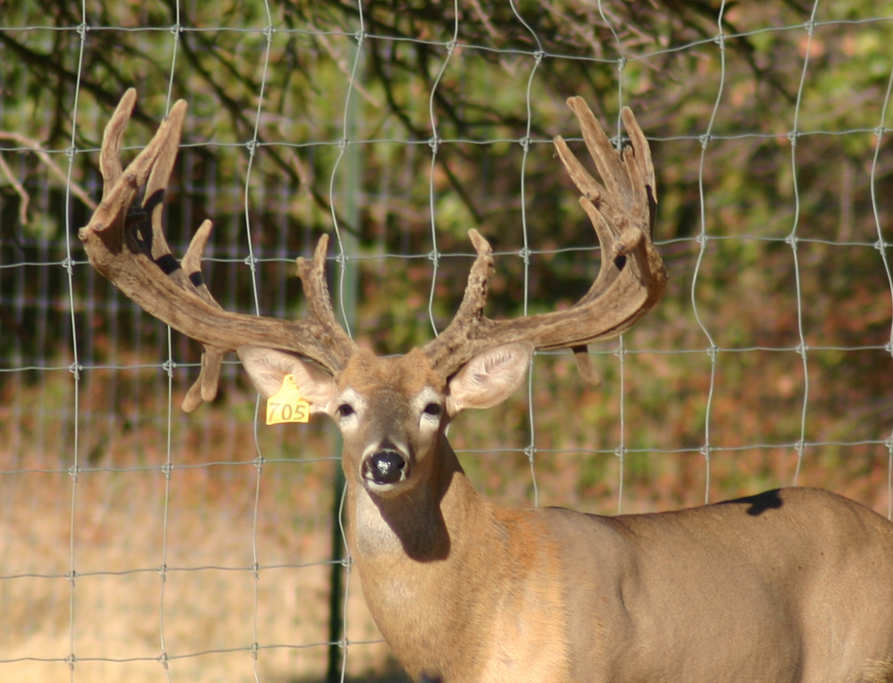 giant high fence buck