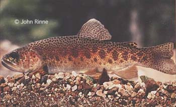 The Native Gila Trout is Back