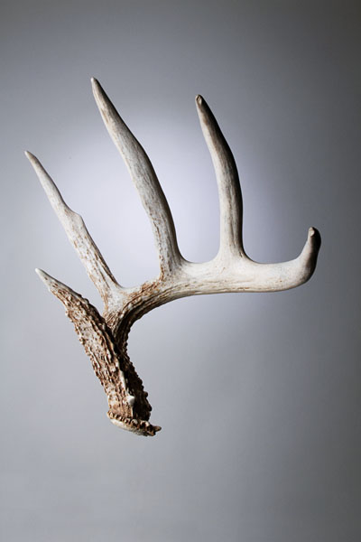 Antlers Horns 25” Sheds Details about   Beautiful 4 Point Hard White Elk Antler Shed 