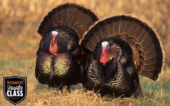 Turkey Hunting: 10 Tips for Tough Toms