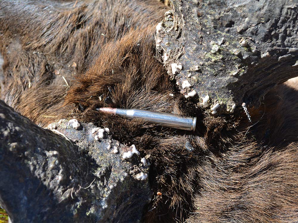 elk hunting preparation choosing ammo