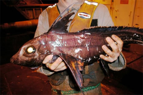 Sometimes called ghost sharks or rat fish, chimaeras are actually members of the shark family and are usually caught by trawlers in the North Atlantic.