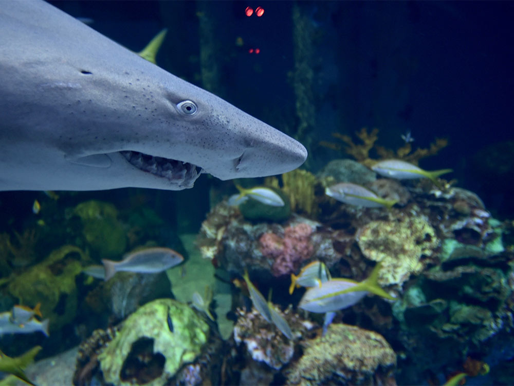 Sharks in Wonders of Wildlife Aquarium