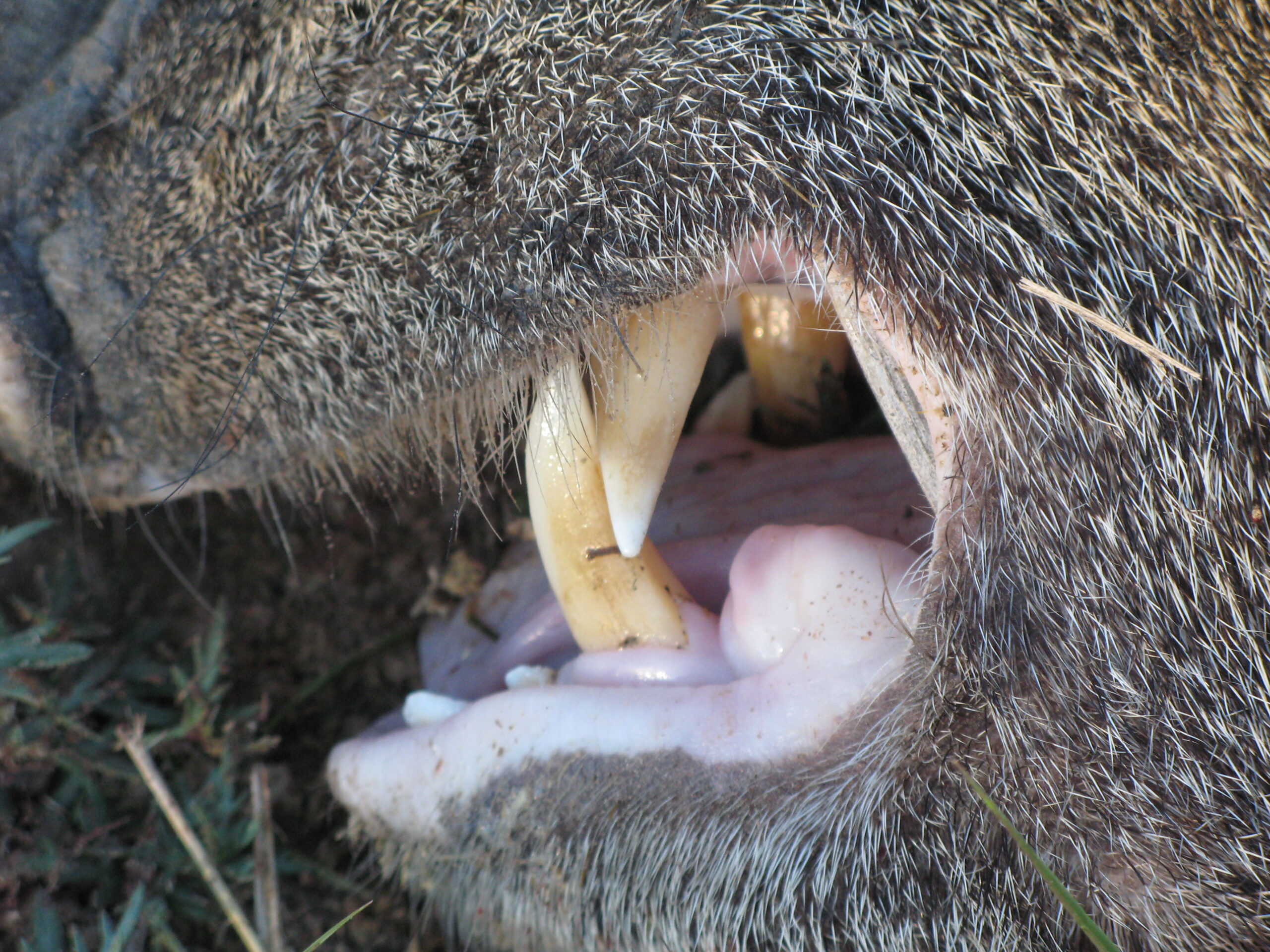 Check out the chompers on that javelina.