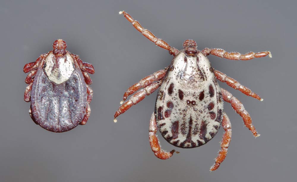 Rocky Mountain Wood Tick Dermacentor andersoni